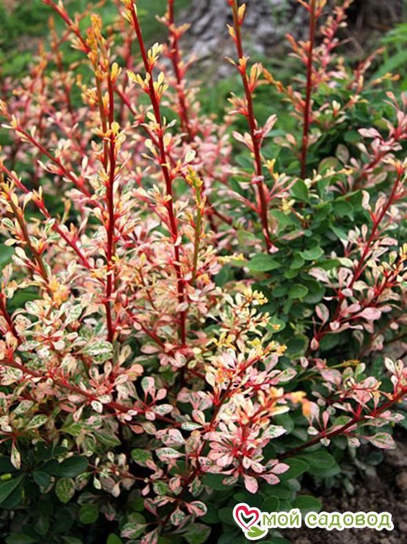 Барбарис Тунберга «Сильвер Бьюти»