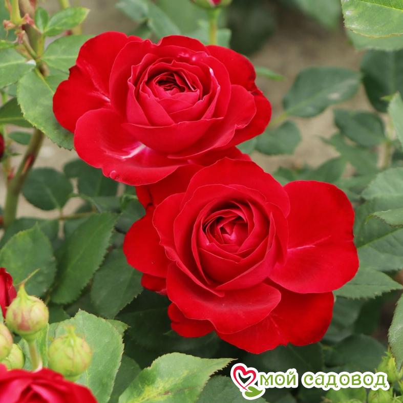 Роза Ред Мин